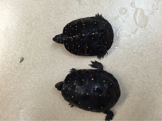 キボシイシガメ オス個体の販売開始 横浜の爬虫類専門店 アクアマイティーblog