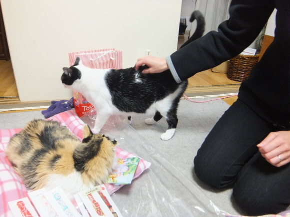 かおりお姉さんの猫グッズ（と譲渡会）_a0206019_19130450.jpg