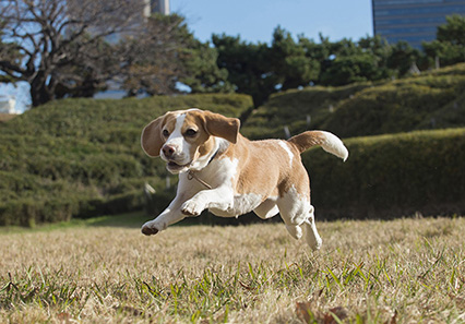 ペコちゃん ーその2−_a0070350_175614100.jpg