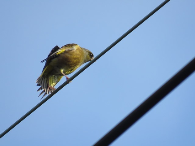 野鳥トレ　多聞寺～太山寺_b0227552_14364410.jpg