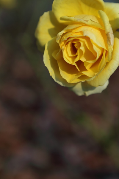 c0272958_2351619.jpg
