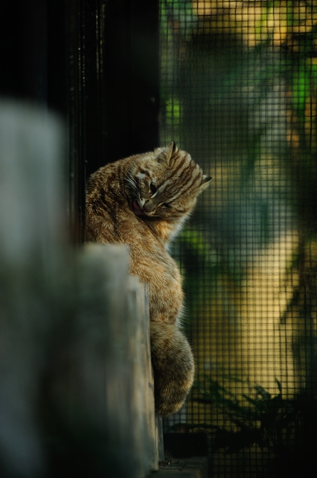 井の頭のヤマネコ、、、。_f0136162_147774.jpg