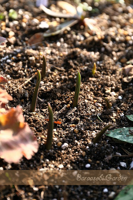 a0135366_20122969.jpg