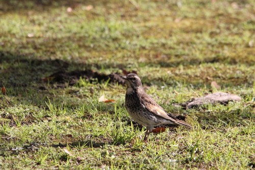 12月探鳥会_e0098079_1222249.jpg