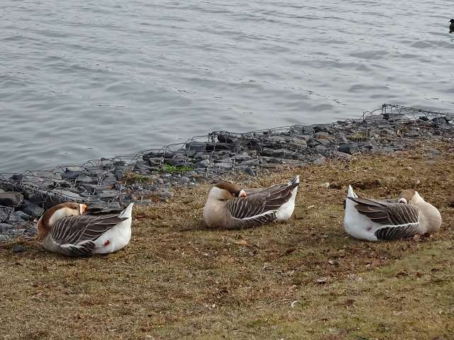 長閑なシナガチョウ（支那鵞鳥）_d0088184_21450733.jpg