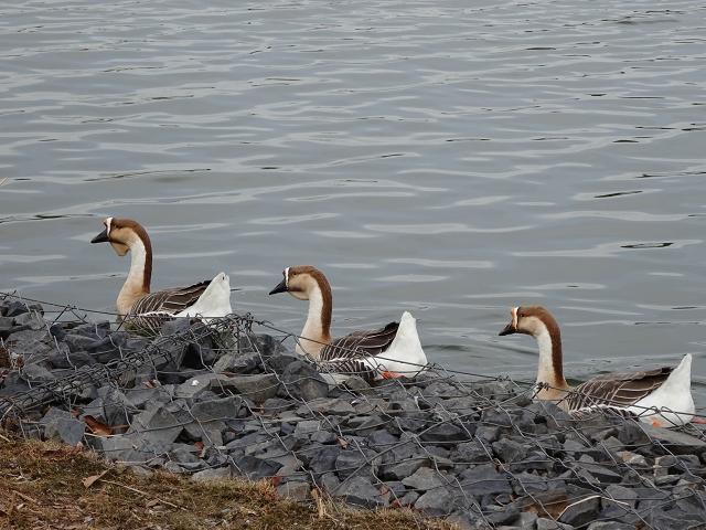 長閑なシナガチョウ（支那鵞鳥）_d0088184_21463606.jpg