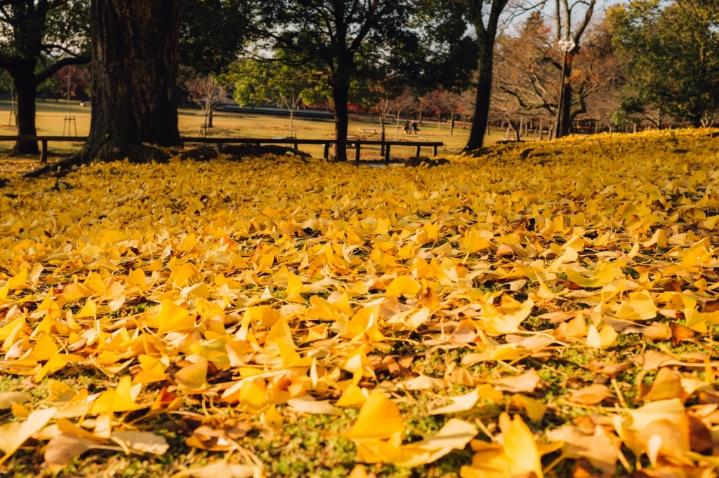 vol.140 Before End of The Year～Nara Autumn Leaves④～_b0346885_11205699.jpg