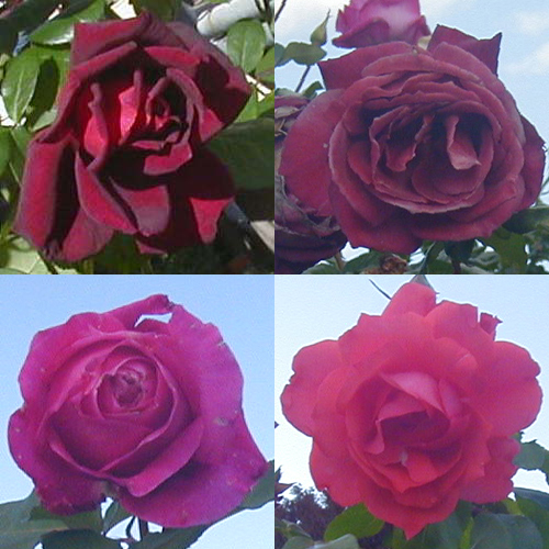 ●薔薇の肖像、その9_d0053294_22155351.jpg