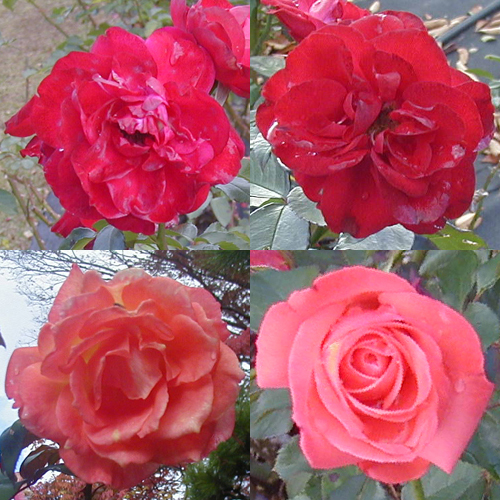 ●薔薇の肖像、その9_d0053294_22163117.jpg