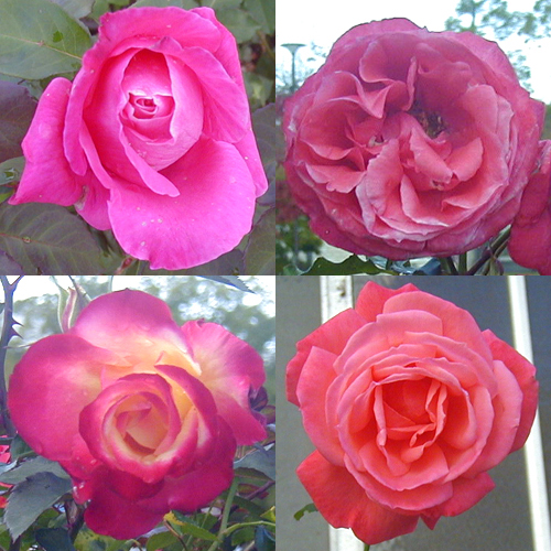 ●薔薇の肖像、その9_d0053294_22164837.jpg