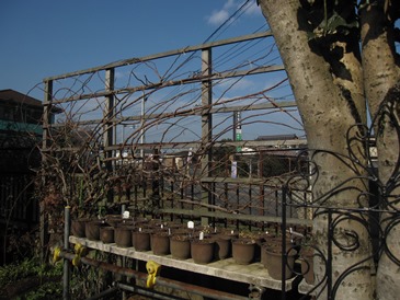 c0117898_2142718.jpg