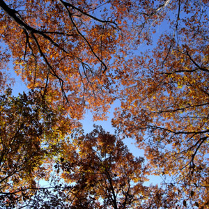 紅葉のうつくしさ　２０１４年_c0138704_0102718.jpg