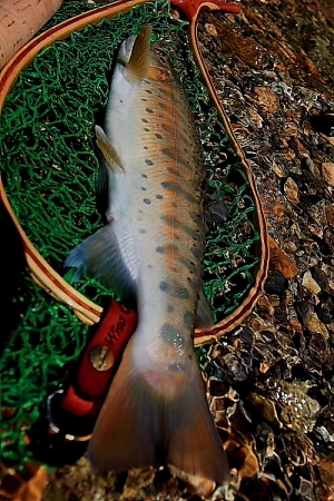 e0174008_16301159.jpg