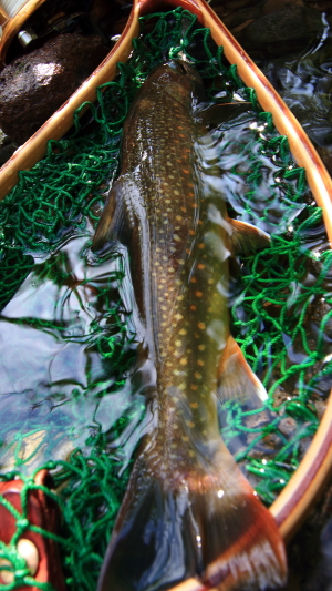 e0174008_16303031.jpg