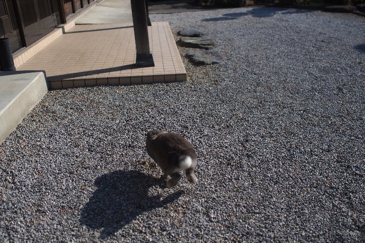 大晦日のウサギさん_a0268412_1958399.jpg