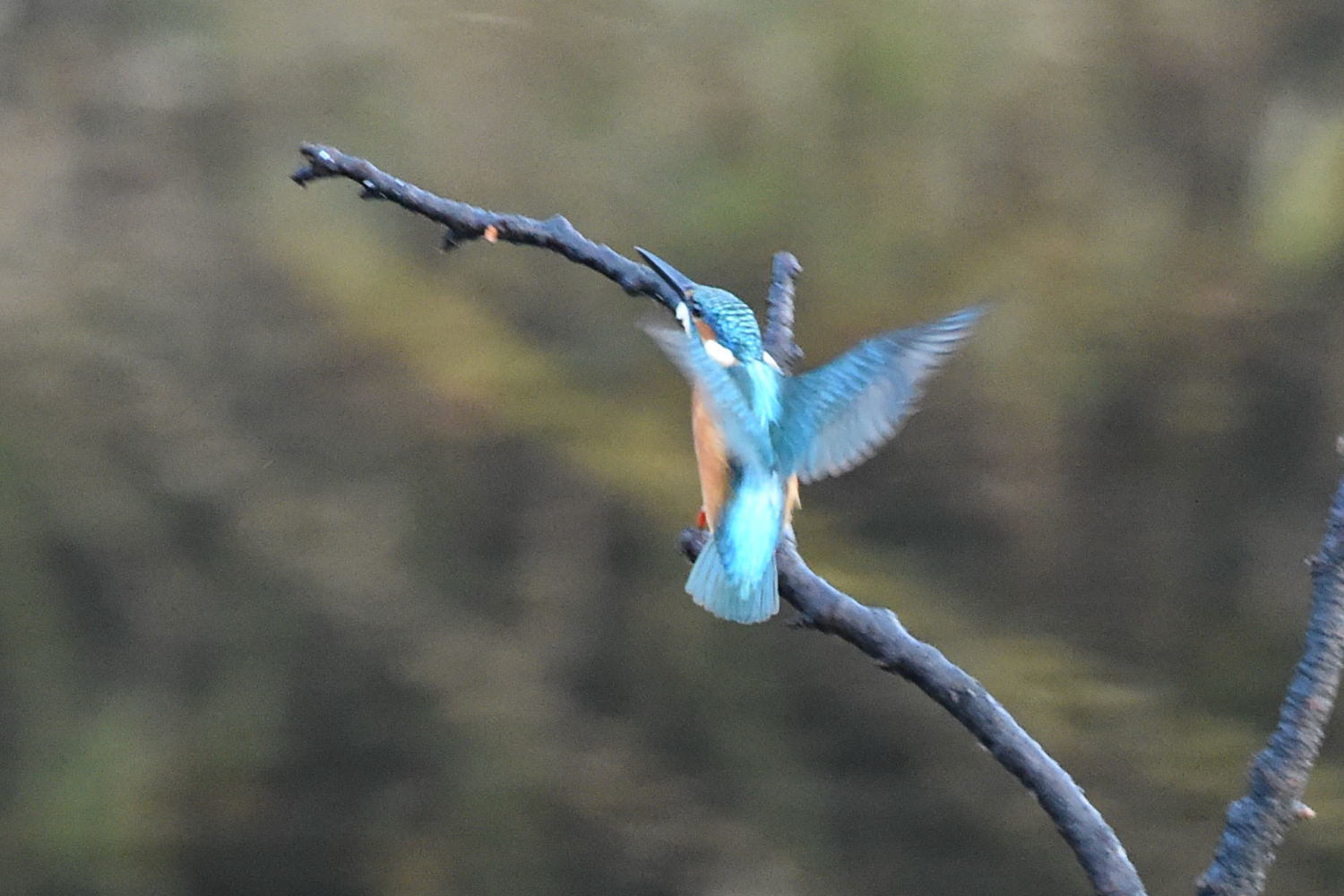 昨日霞川河口写真から_f0133213_10260229.jpg