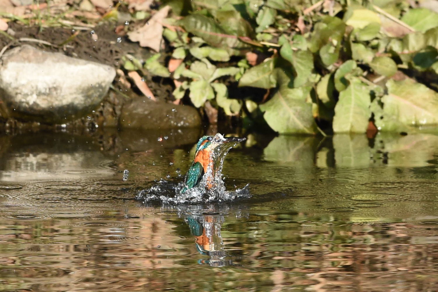 昨日霞川河口写真から_f0133213_10283442.jpg