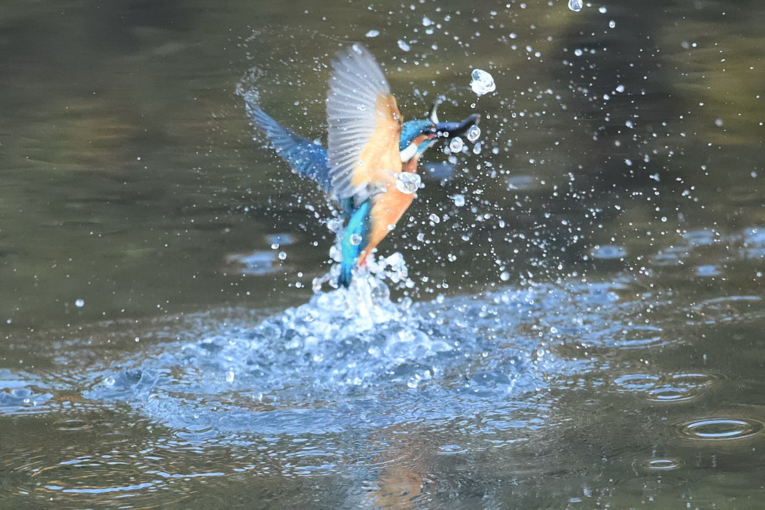 昨日霞川河口写真から_f0133213_10304286.jpg