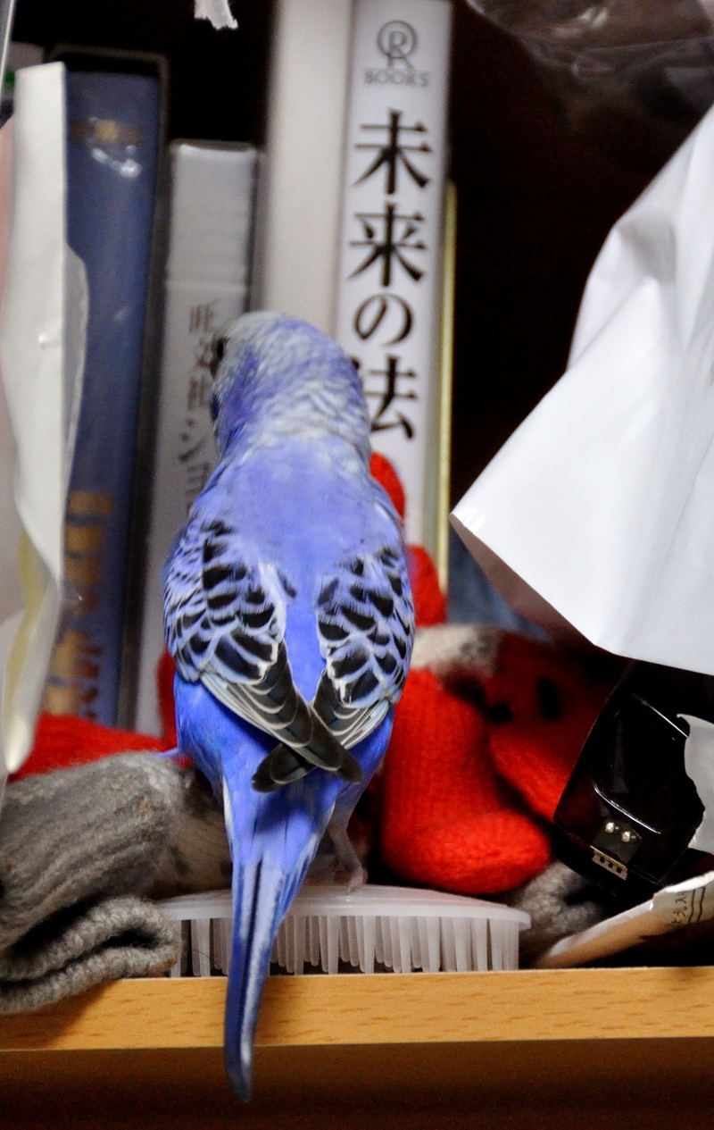 明けましておめでとうございます。_f0053218_1753097.jpg