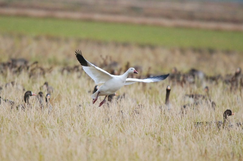 Snow Goose_f0350530_1702878.jpg