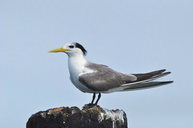 Greater Crested Tern_f0350530_17584810.jpg