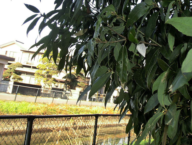 a0126632_1537348.jpg