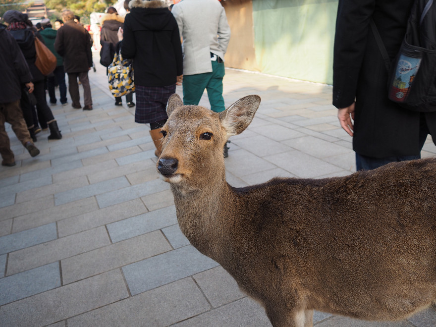 明日になれば明日がくるのか　そいつは誰にもわからない　　　E-M10_b0319266_12103422.jpg