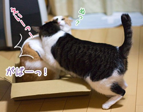 a0119470_12303552.jpg