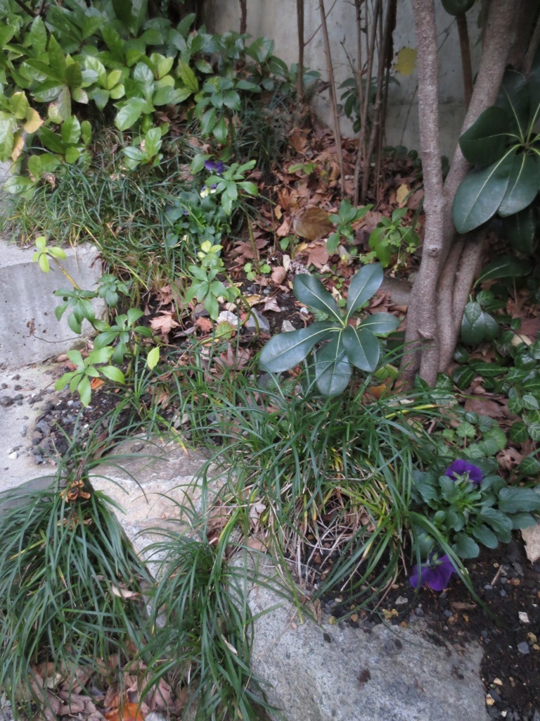 年末の大掃除_c0310571_20475168.jpg