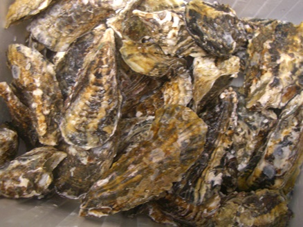 e0240973_1223374.jpg