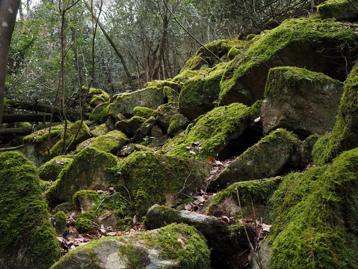 苔生した岩場を歩く 心の風景 野山を歩けば