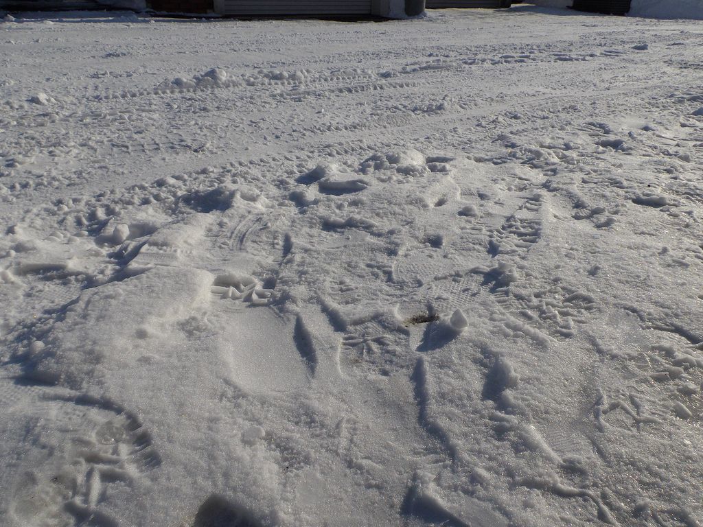 今年もよろしくお願いします_c0025115_21441668.jpg