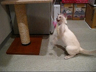 b0177850_0293928.gif