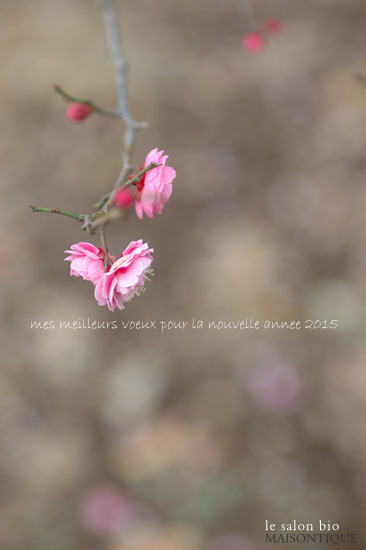 :::謹賀新年::: 本年も宜しくお願い申し上げます_a0303951_15392734.jpg