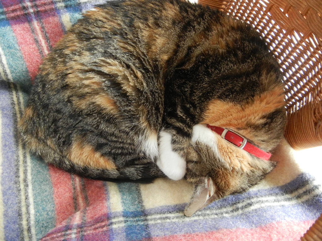 ’15、1,1(木)元旦です!_f0060461_11523331.jpg