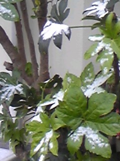 b0177566_1729371.jpg