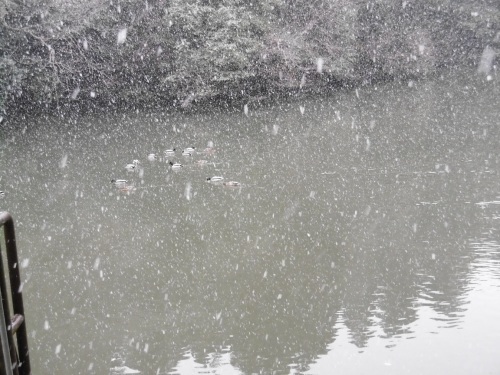 雪の初詣_f0205367_18100113.jpg
