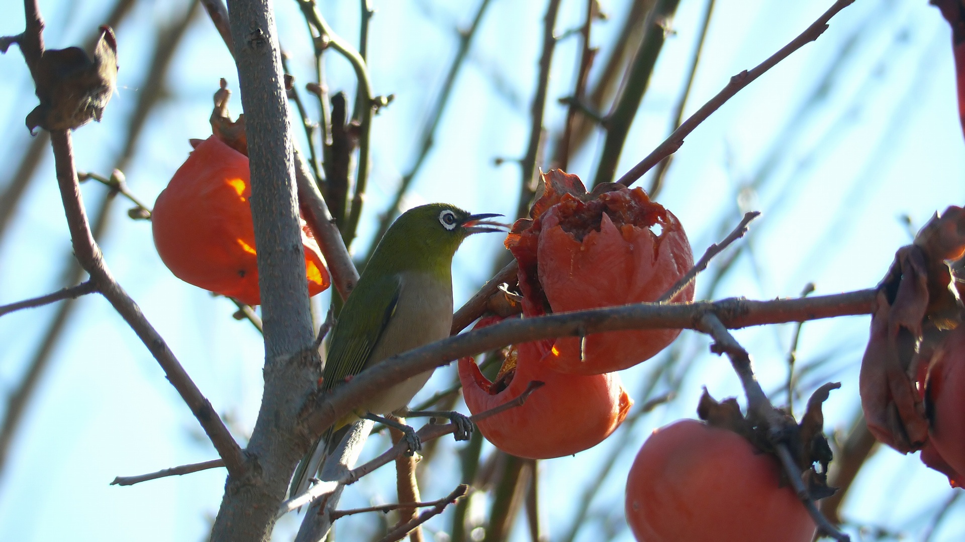 隣の客はよく柿食う客だ 夜つぐみの鳴くところで