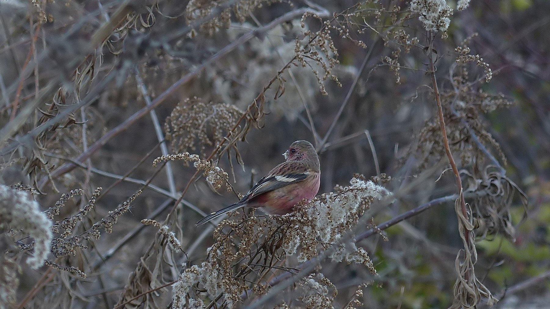 ひぃと鳴く 薄紅色の初詣_a0185081_15541533.jpg