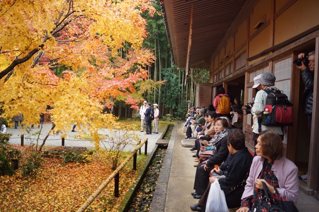 驚愕の美しさ圓光寺の紅葉、京都の旅神社仏閣を訪ねて、地方創生と京都・圓光寺_d0181492_1691325.jpg