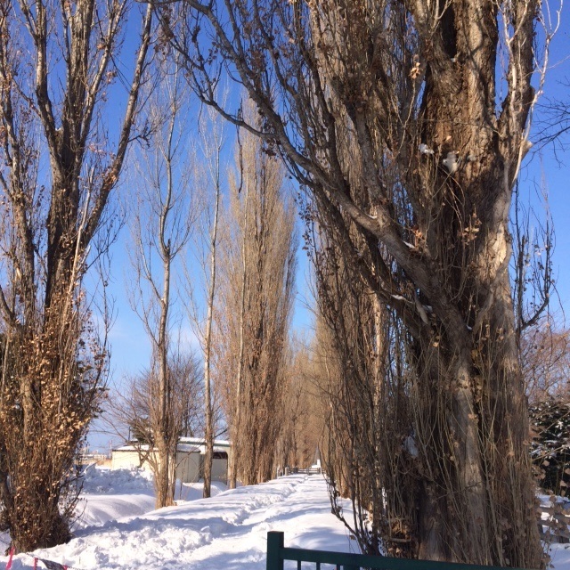 e0141203_11072733.jpg