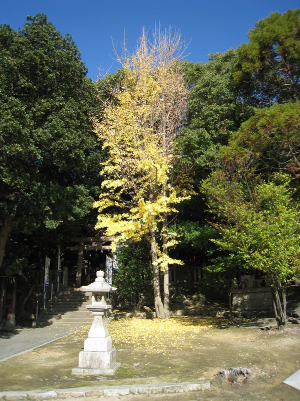 瑞丘八幡神社（みずおかはちまんじんじゃ、神戸市垂水区）_d0287413_1151480.jpg