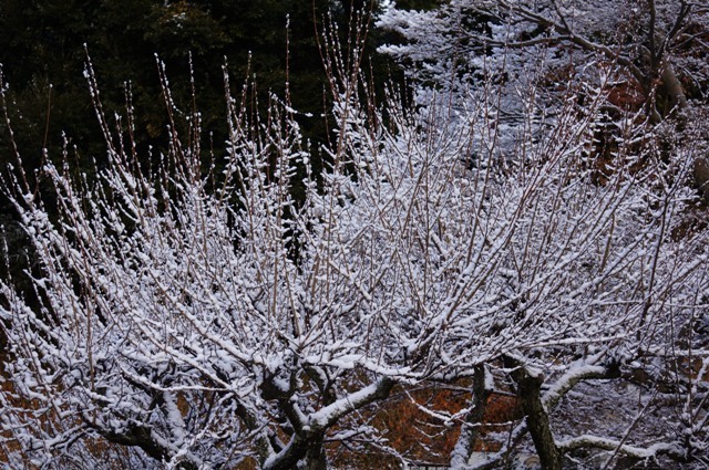 西尾　雪の安泰寺編_e0292414_09550340.jpg