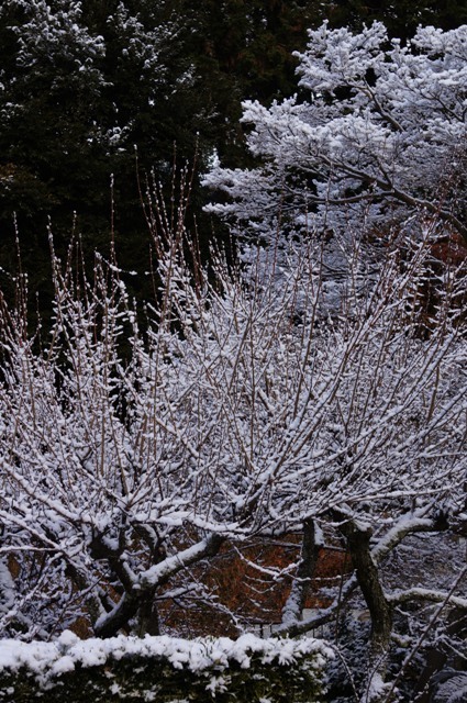 西尾　雪の安泰寺編_e0292414_09550514.jpg