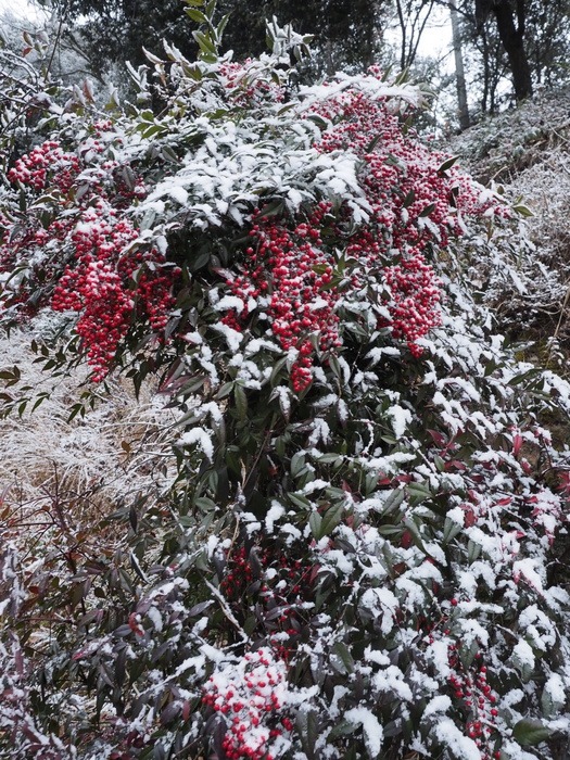 雪の南天＆雪景色_c0116915_2347380.jpg