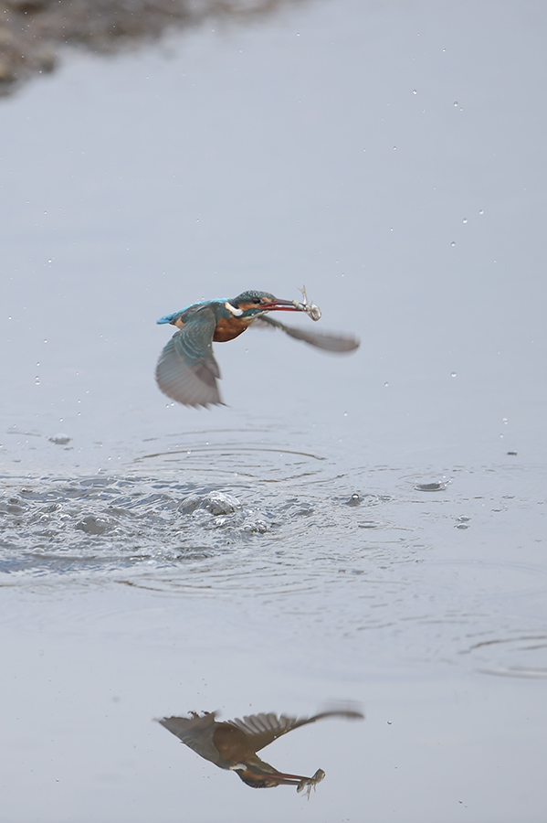 150102 曇天雌の水物石止り_c0278820_17213864.jpg