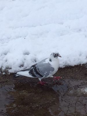 雪の賀茂川_c0223630_18165353.jpg