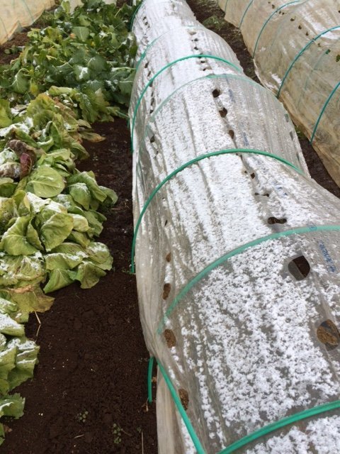 畑仕事初め・・・・元旦の雪で凍っておりました　さあ収穫です_c0222448_11554280.jpg