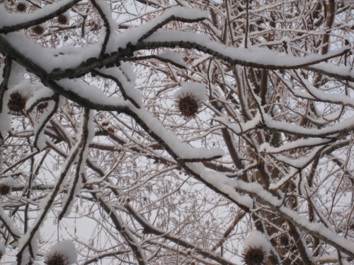 ２０１５年　始まりは雪・・・_f0245650_11213651.jpg