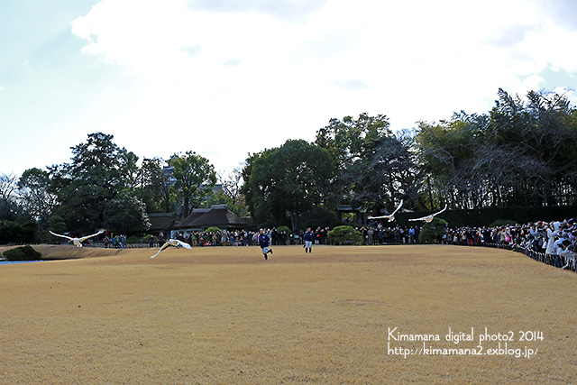 後楽園｢初春祭｣タンチョウ放鳥2015_f0324756_1028999.jpg